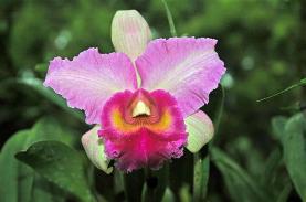 Copyright 2005 Ralph B. Lantz all rights reserved.