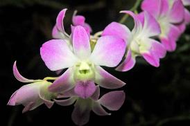 Copyright 2005 Ralph B. Lantz all rights reserved.