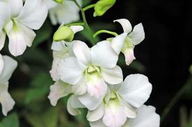 Copyright 2005 Ralph B. Lantz all rights reserved.